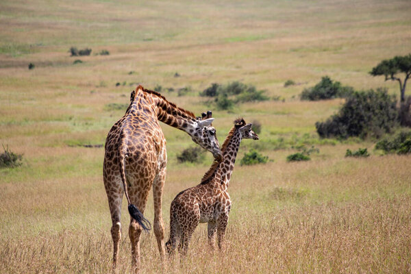 Adult giraffe with baby in Masai Mara National Park, Kenya