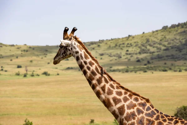 Tête Girafe Près Masai Mara National Reserve Kenya — Photo