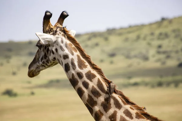 Tête Girafe Près Masai Mara National Reserve Kenya — Photo