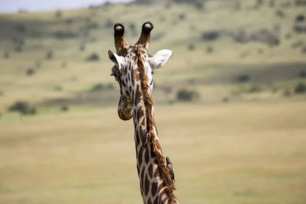 Giraffe Head Close Masai Mara National Reserve Kenya — Stock Photo, Image