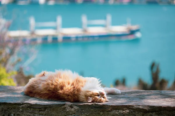 Istanbul Red Cat Bosphorus View Istanbul Turkey — Stock Photo, Image