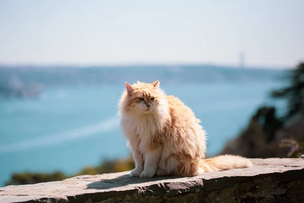 Stambuł Czerwony Kot Widokiem Bosfor Stambule Turcja — Zdjęcie stockowe