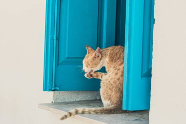 Pencerenin kenarında mavi ahşap panjurlu sevimli kırmızı kedi, Kıbrıs 'ta kilise.