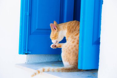 Pencerenin kenarında mavi ahşap panjurlu sevimli kırmızı kedi, Kıbrıs 'ta kilise.