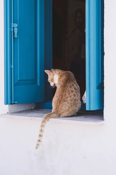 Cute Red Cat Sitting Windowsill Blue Wooden Shutters Church Cyprus — Stock Photo, Image
