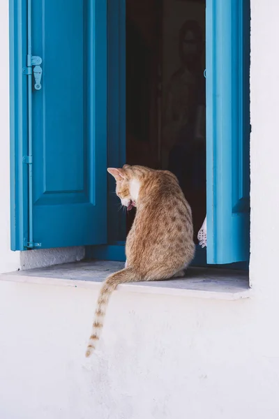 Leuke Rode Kat Zittend Vensterbank Met Blauwe Houten Luiken Kerk — Stockfoto