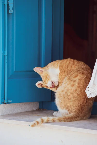 Cute Red Cat Sitting Windowsill Blue Wooden Shutters Church Cyprus — Stock Photo, Image