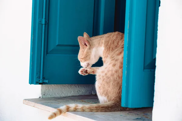 Lindo Gato Rojo Sentado Alféizar Ventana Con Persianas Madera Azul — Foto de Stock