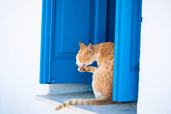 塞浦路斯教堂 一只可爱的红猫坐在窗台上 有蓝色的木制百叶窗 — 图库照片