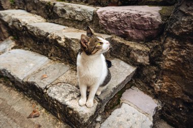 Kotor Kedileri. Karadağ 'ın eski Kotor kasabasının sokaklarındaki sevimli kediler