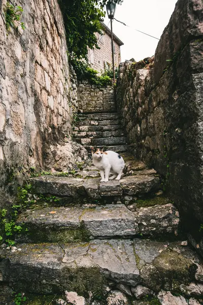 Коти Котора Милий Кіт Вулиці Котора Старого Міста Чорногорія — стокове фото