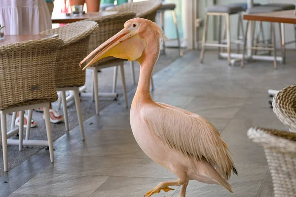 Pelican Πουλί Ανοιχτό Ροζ Φτέρωμα Περπάτημα Μεταξύ Των Τραπεζιών Εστιατόριο — Φωτογραφία Αρχείου