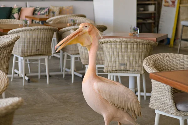 Closeup Shot Pink Pelican Bird Walking Restaurant Tables — Stock Photo, Image