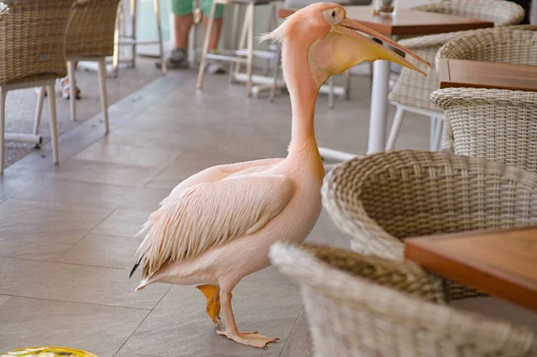 Closeup Shot Pink Pelican Bird Walking Restaurant Tables — Stock Photo, Image