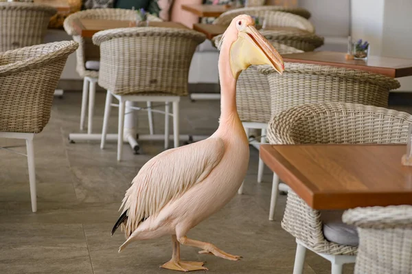 Closeup Shot Pink Pelican Bird Walking Restaurant Tables — Stock Photo, Image