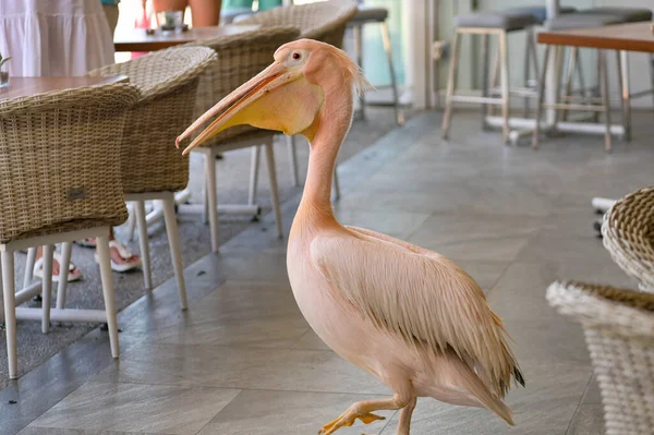 Paphos Chypre Juillet 2021 Pélican Rose Vivant Dans Des Cafés — Photo