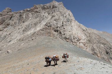 Eşek, Tacikistan 'daki Fann Dağları' ndaki dağ geçidinden mal taşıyor.
