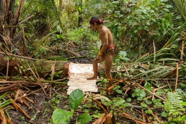 SIBERUT, INDONESIA - 5 Kasım 2025: Mentawai kabilesi şamanı Batı Sumatra Endonezya 'daki Siberut adasının ormanında Sagu palmiyesini kesti