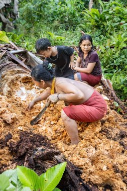 SIBERUT, INDONESIA - 5 Kasım 2025: Mentawai kabilesi kadınları Batı Sumatra Endonezya 'nın Mentawai köyündeki eski çürük ağaçtan solucan topluyor