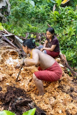 SIBERUT, INDONESIA - 5 Kasım 2025: Mentawai kabilesi kadınları Batı Sumatra Endonezya 'nın Mentawai köyündeki eski çürük ağaçtan solucan topluyor