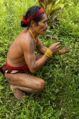 SIBERUT, INDONESIA - 5 Kasım 2025: Mentawai şamanı, Batı Sumatra Endonezya 'daki Sibirya Adası' nda ilaç hazırlamak için bitki ve şifalı bitkiler toplamaktadır.