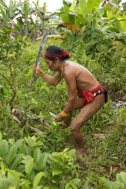SIBERUT, INDONESIA - 5 Kasım 2025: Mentawai şamanı, Batı Sumatra Endonezya 'daki Sibirya Adası' nda ilaç hazırlamak için bitki ve şifalı bitkiler toplamaktadır.