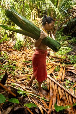 SIBERUT, INDONESIA - 5 Kasım 2025: Mentawai kadını, Sibirya 'nın batısındaki Sumatra Endonezya adasında kullanmak için palmiye yapraklarını topluyor