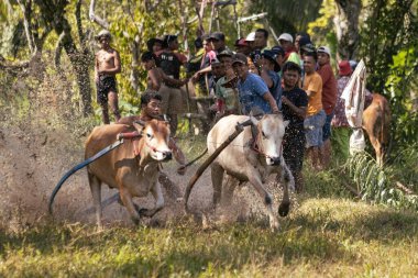 BUKINGGI, INDONESIA - 10 Kasım 2025: Pacu jawi geleneksel inek yarışı Batı Sumatra, Endonezya