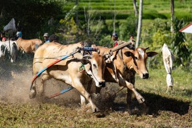 BUKINGGI, INDONESIA - 10 Kasım 2025: Pacu jawi geleneksel inek yarışı Batı Sumatra, Endonezya