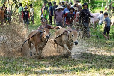 BUKINGGI, INDONESIA - 10 Kasım 2025: Pacu jawi geleneksel inek yarışı Batı Sumatra, Endonezya