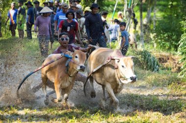 BUKINGGI, INDONESIA - 10 Kasım 2025: Pacu jawi geleneksel inek yarışı Batı Sumatra, Endonezya