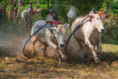 BUKINGGI, INDONESIA - 10 Kasım 2025: Pacu jawi geleneksel inek yarışı Batı Sumatra, Endonezya