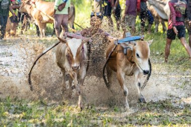 BUKINGGI, INDONESIA - 10 Kasım 2025: Pacu jawi geleneksel inek yarışı Batı Sumatra, Endonezya