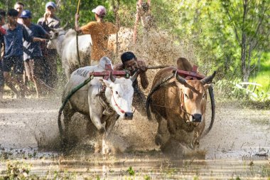BUKINGGI, INDONESIA - 10 Kasım 2025: Pacu jawi geleneksel inek yarışı Batı Sumatra, Endonezya