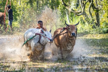 Batı SUMATRA, INDONEZYA - 8 Kasım 2025: Pacu jawi geleneksel inek yarışı Batı Sumatra, Endonezya