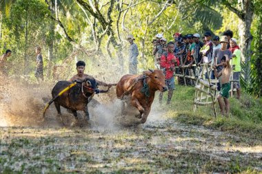 Batı SUMATRA, INDONEZYA - 8 Kasım 2025: Pacu jawi geleneksel inek yarışı Batı Sumatra, Endonezya