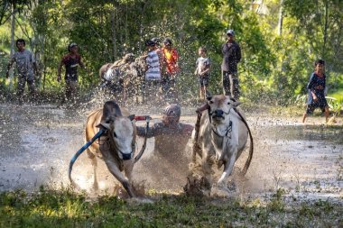 Batı SUMATRA, INDONEZYA - 8 Kasım 2025: Pacu jawi geleneksel inek yarışı Batı Sumatra, Endonezya