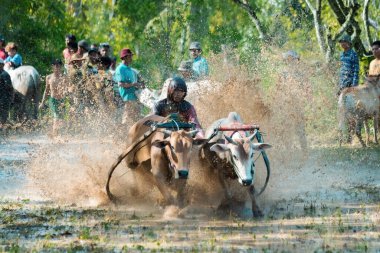Batı SUMATRA, INDONEZYA - 8 Kasım 2025: Pacu jawi geleneksel inek yarışı Batı Sumatra, Endonezya