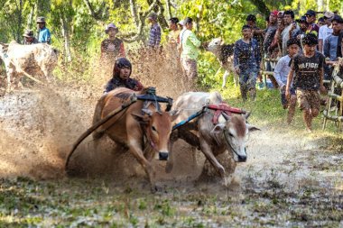 Batı SUMATRA, INDONEZYA - 8 Kasım 2025: Pacu jawi geleneksel inek yarışı Batı Sumatra, Endonezya