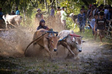 Batı SUMATRA, INDONEZYA - 8 Kasım 2025: Pacu jawi geleneksel inek yarışı Batı Sumatra, Endonezya