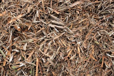 Batı Sumatra Endonezya 'daki tarçın tarlalarında toptan dağıtım için güneşte kurutulmuş tarçın çubukları.