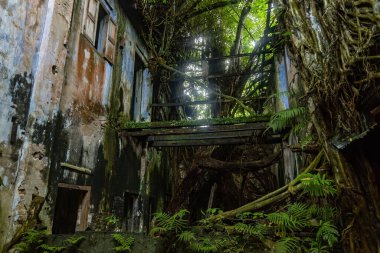 Perak, Malezya 'daki Papan Miras Köyü' nde bitki ve köklerle kaplı terk edilmiş eski Çin evi.