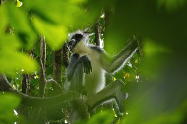 Thomas 'ın langur maymunu Sumatra, Endonezya ormanında