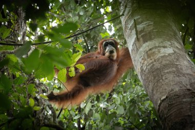 Genç dişi orangutan Sumatra yağmur ormanlarında ağaca tırmanıyor.