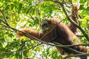 Sumatra Endonezya ormanındaki ağaçta asılı duran erkek Orangutan.