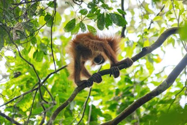 Endonezya, Sumatra yağmur ormanlarındaki ağaçta bebek orangutan