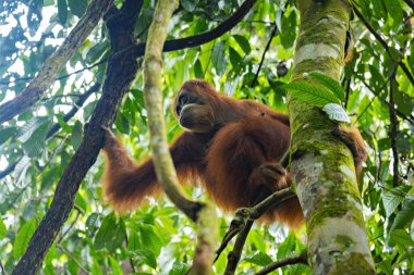 Genç dişi orangutan Sumatra yağmur ormanlarında ağaca tırmanıyor.