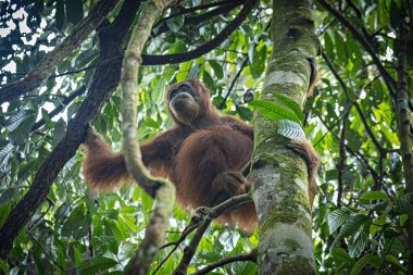 Genç dişi orangutan Sumatra yağmur ormanlarında ağaca tırmanıyor.