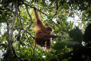 Genç dişi orangutan Sumatra yağmur ormanlarında ağaca tırmanıyor.