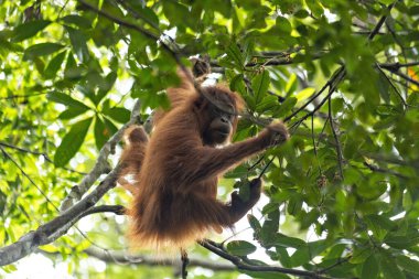 Genç dişi orangutan Sumatra yağmur ormanlarında ağaca tırmanıyor.